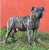DULCE DE IREMA CURTO