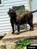 ONLY THE FAMILY KENNELS ISIS