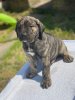 ZEUS DE PRESA FAMILY