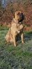 BOSS BULL CANARIO KHAN