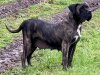 KELSA DE K-BOLTZ