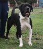 OSA DE PCRP KENNEL