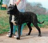GREY DE IREMA CURTO