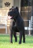 SUICIDE DE DOBRA'D KENNEL