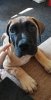 BRUCE DE V'CANBULL