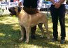 URCO EL AUTENTICO CANARIO