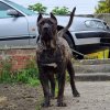 ALBENZO BULLET HEAD KENNEL