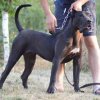 JESSY SABURO KENNEL