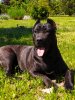 PERRO DE PRESA DEL TURCO CARLOTTA