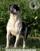 JOHN SNOW DE BUCOVINA WORKING DOGS