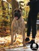 U-ELSA DOG PUR