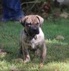 CHUBBS DE CABEZA GRANDE