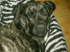 EDDIE DOG EYE'S (BALDER)