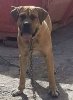 CHICO II DE REGANADOS