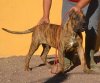 BRAVO KENNEL'S TIRSO