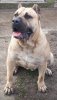 FORTUNA BALKAN LINE P.U. KENNEL
