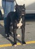 PREACHER DE PCRP KENNEL