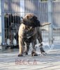 BECCA MESKE KENNEL
