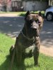 CANARIO GOD KENNELS AZIL