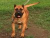 MID AMERICA K-9 ANNABELLE