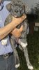 BRINDLE DE LA REALEZA