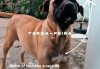 ARIEL MIGHTY BULL KENNEL