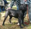 ATOS MIRDOG