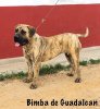 BIMBA DE GUADALCAN