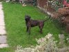 WEST MIDS BOUDICA