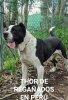 THOR DE REGANADOS