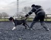 ZEUS DE SEVERN KENNELS