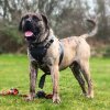 BOSS BULL CANARIO CHOPPER