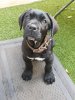 DINAMITA DE GLADIATOR CANARIO KENNEL