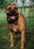 XENA