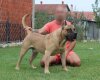 TIRSO CANARIKENNEL