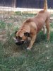 GEA ARDOR BULL