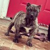 ONLY THE FAMILY KENNELS ROKKY