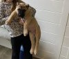 ONLY THE FAMILY KENNELS RIP