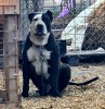 JOKER GUERRA KENNEL