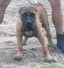 THUNDER DE SANTA MORTE