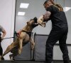CANARIAN BULL'S GORILLA JONEZ