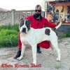 CHUTA ERNESTO BULL