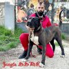 JUNGLA OF SEVEN SHARKY DINASTY KENNEL