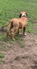 PERRO DE PATINO