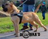 JIRO DEL DOBRA'D KENNEL