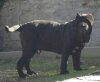 ARONE DELLO STRADONE