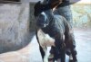 NATIVO I DE IRON BULL