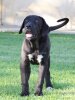 BELLA DE PCRP KENNEL