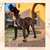 TINY DE BIG BOI KENNELS