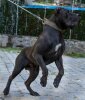 V-TITTO DE MOZACAN BULL